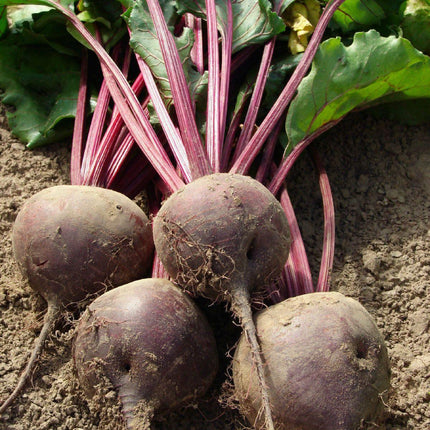 100 Ruby Queen Beets Seeds - Seed World