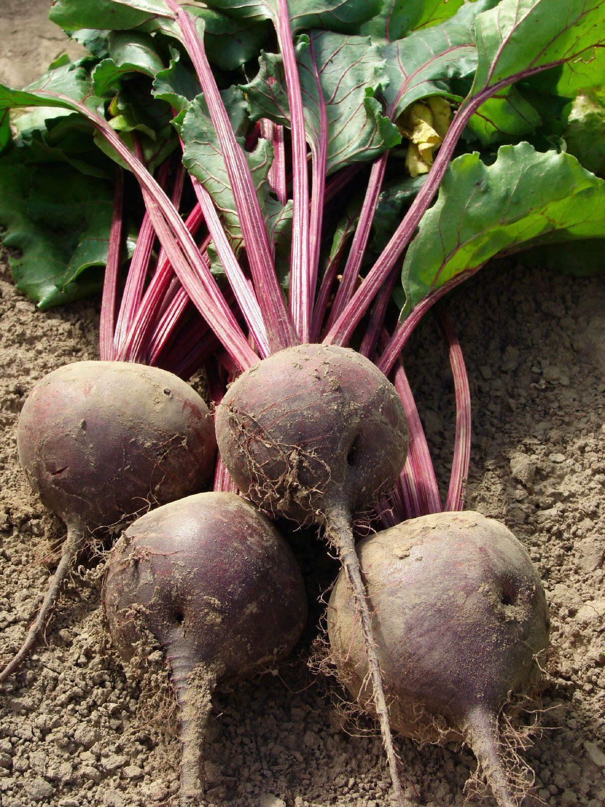 100 Ruby Queen Beets Seeds - Seed World