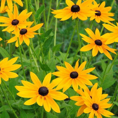 100 Rudbeckia Hirta Seeds - Marmalade - Seed World