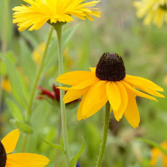 100 Rudbeckia Hirta Seeds - Marmalade - Seed World