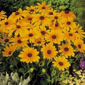 100 Rudbeckia Hirta Seeds - Marmalade - Seed World