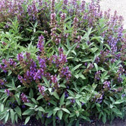 100 Sage- Broadleaf-(Salvia Officinalis) Seeds - Seed World