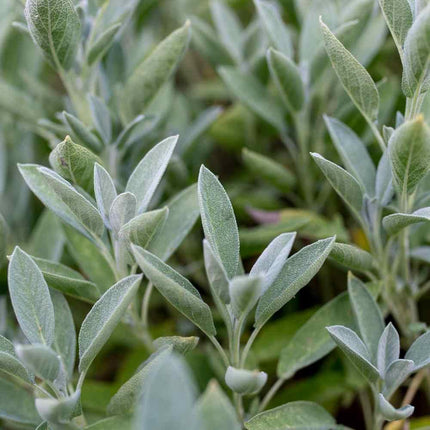 Close-up of green leafy plants with a blurred background