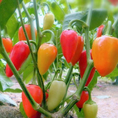 100 Santa Fe Grande Hot Pepper Seeds - Seed World