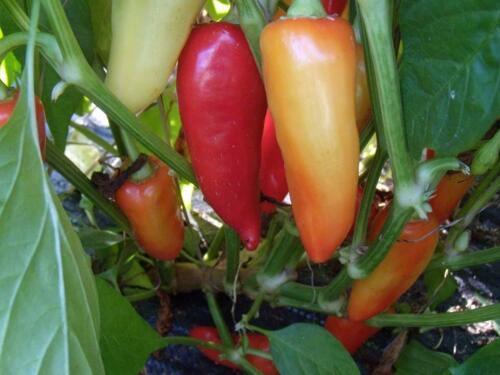 100 Santa Fe Grande Hot Pepper Seeds - Seed World