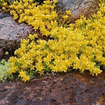 100 Sedum Acre Seeds - Seed World