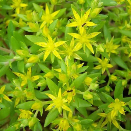 100 Sedum Acre Seeds - Seed World