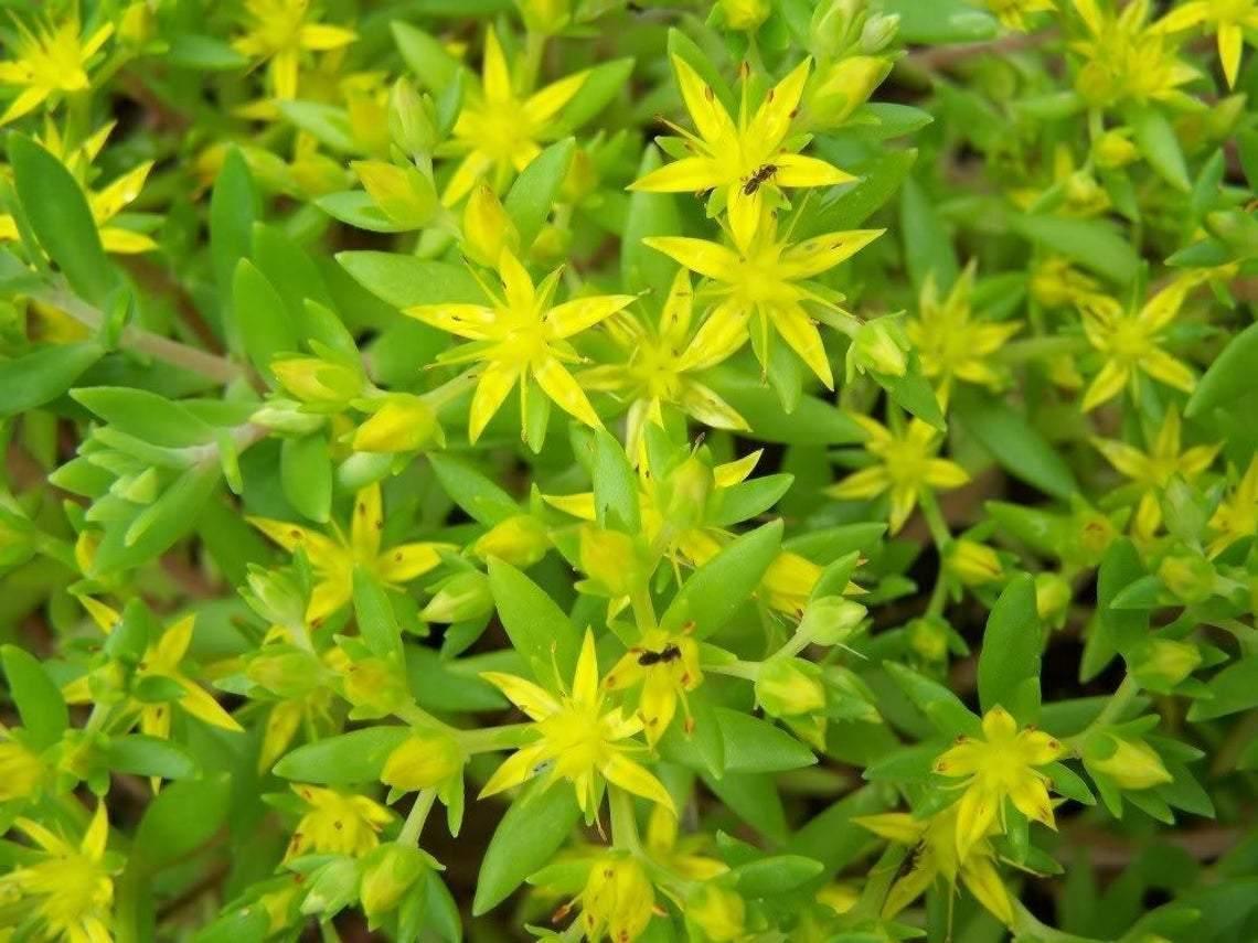 100 Sedum Acre Seeds - Seed World