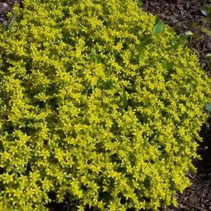 100 Sedum Acre Seeds - Seed World