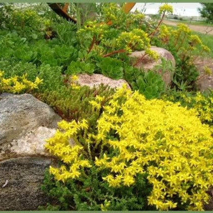 100 Sedum Acre Seeds - Seed World