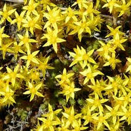 100 Sedum Acre Seeds - Seed World