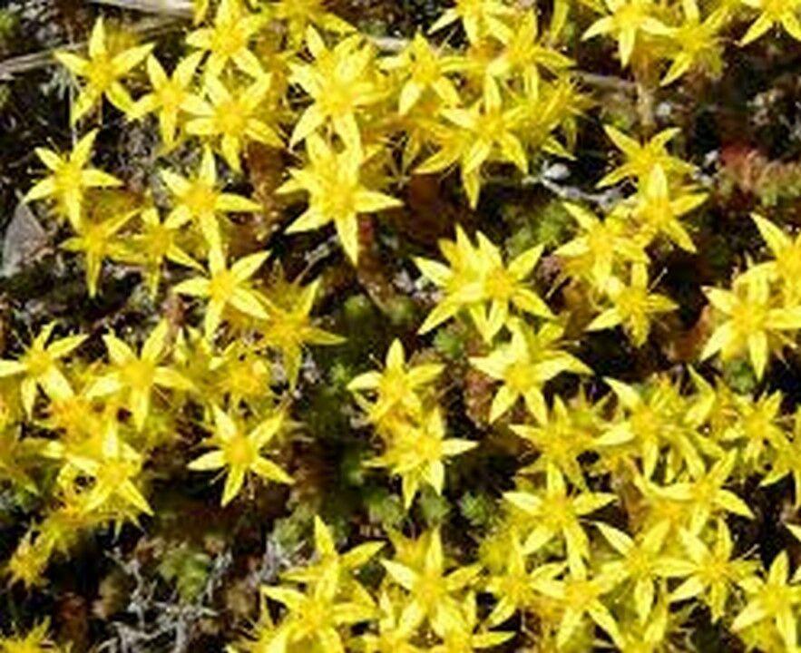 100 Sedum Acre Seeds - Seed World