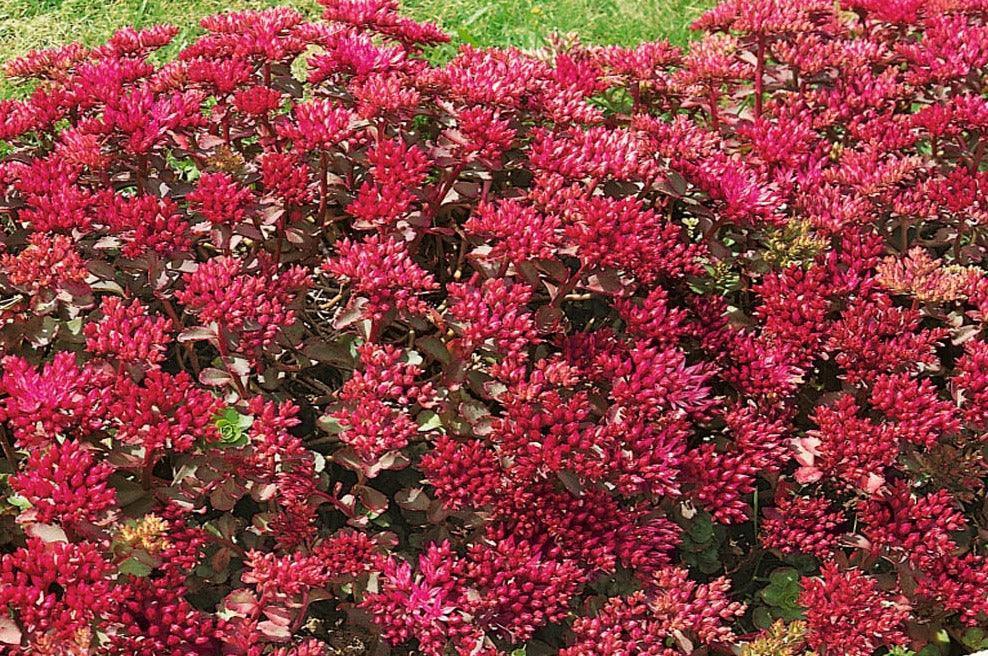 100 Sedum Dragon's Blood Seeds - Seed World