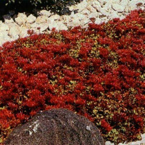 100 Sedum Dragon's Blood Seeds - Seed World