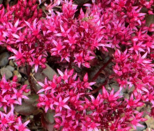 100 Sedum Dragon's Blood Seeds - Seed World