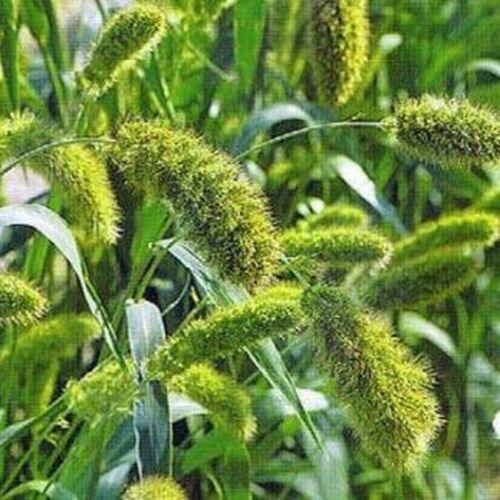 100 Setaria Seeds - Macrocheaeta - Seed World