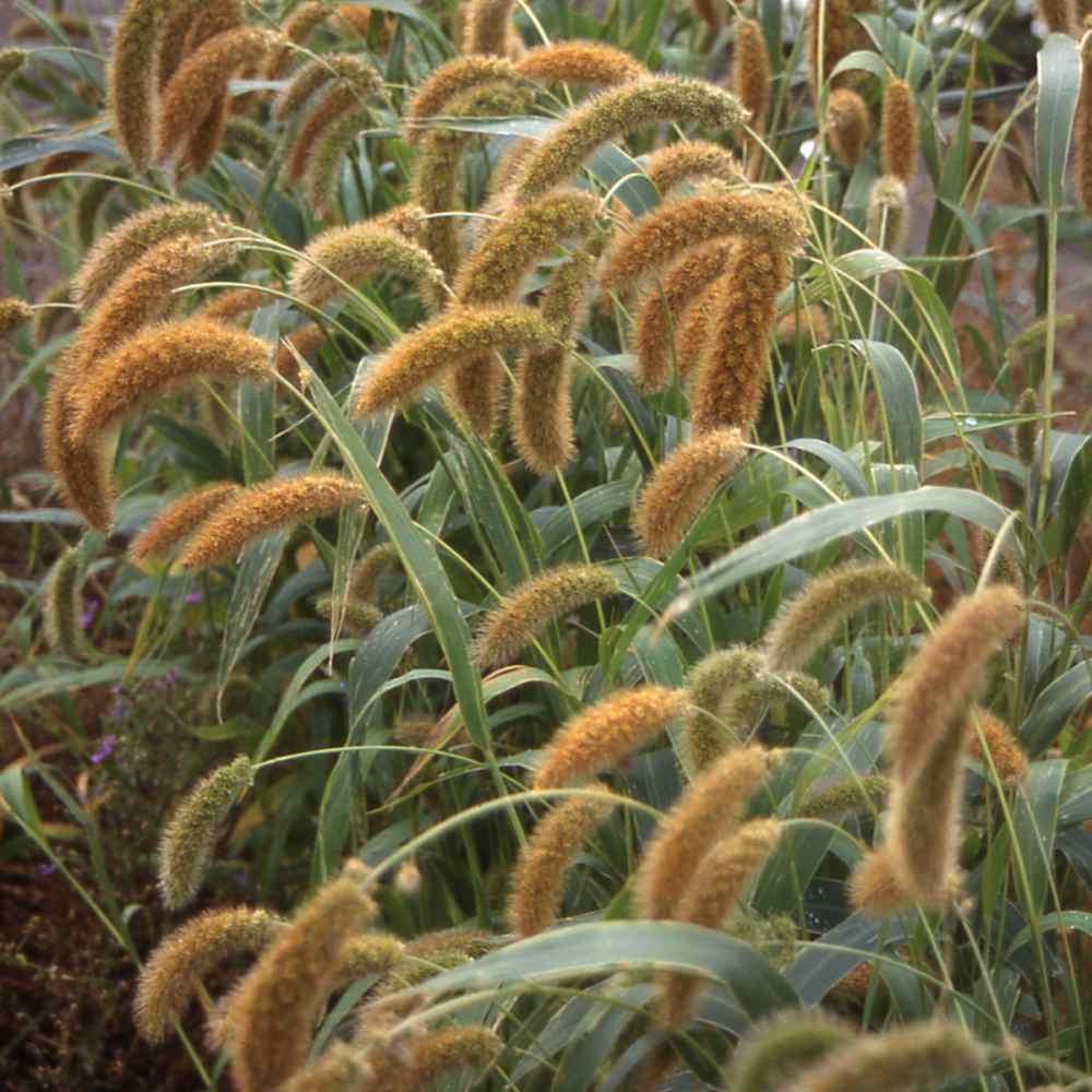 100 Setaria Seeds - Macrocheaeta - Seed World