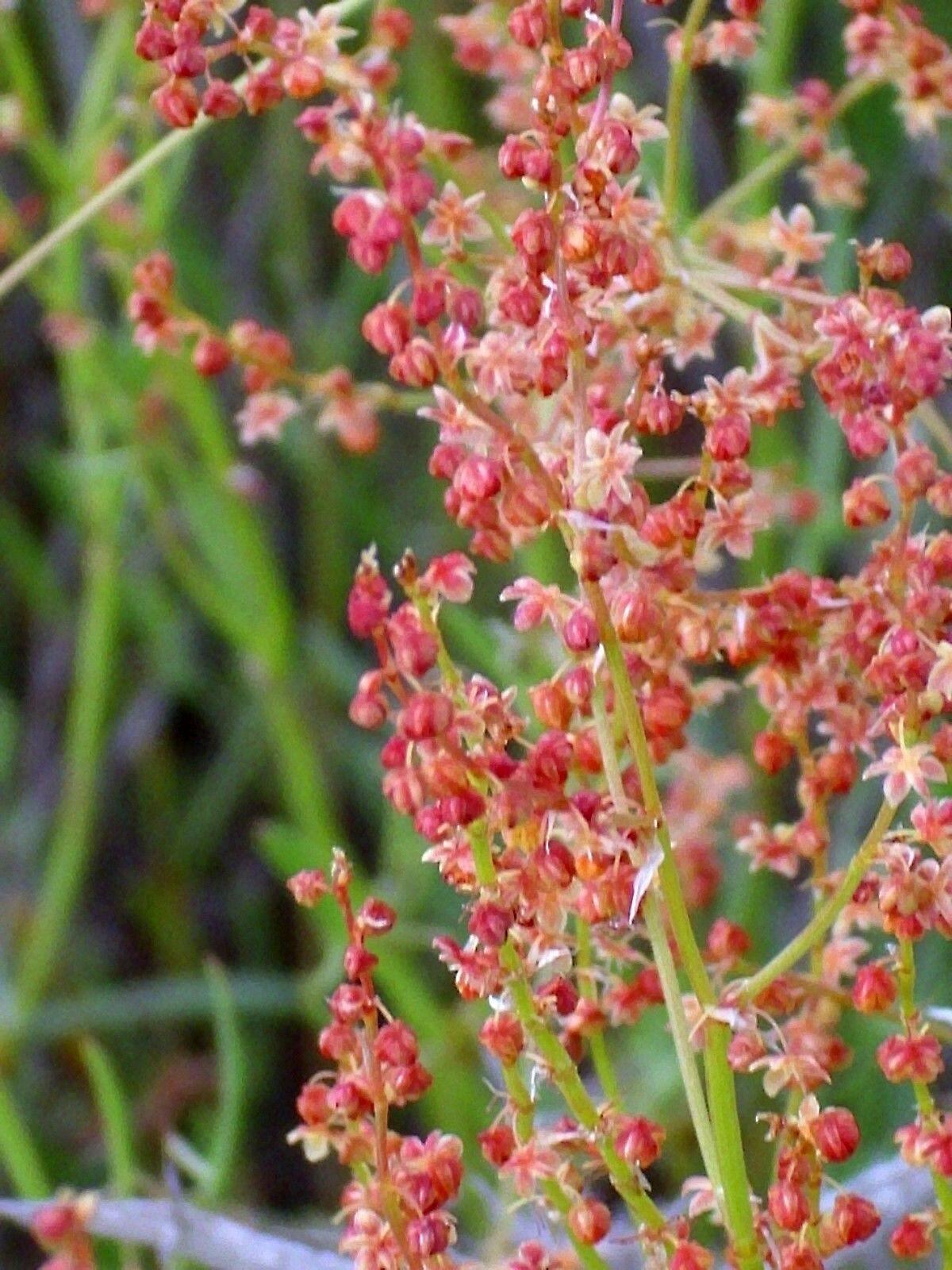 100 Sheep Sorrel Seeds - Seed World