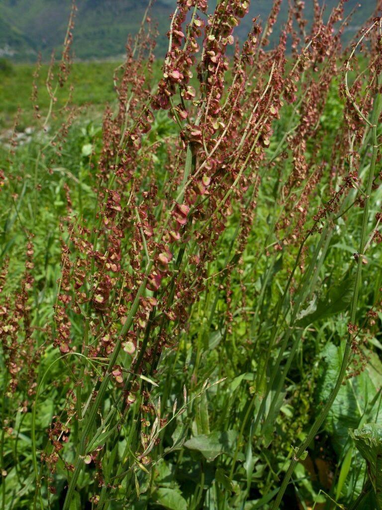 100 Sheep Sorrel Seeds - Seed World