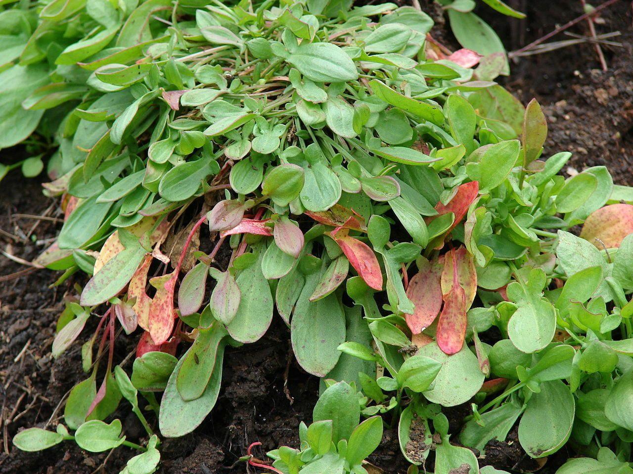 100 Sheep Sorrel Seeds - Seed World