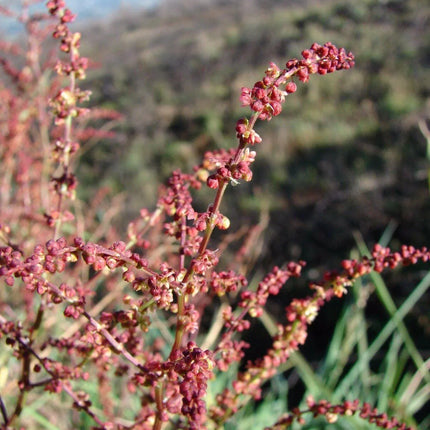 100 Sheep Sorrel Seeds - Seed World