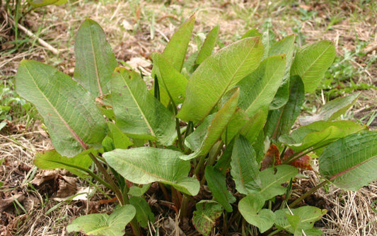 100 Sheep Sorrel Seeds - Seed World