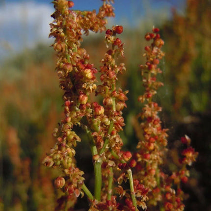 100 Sheep Sorrel Seeds - Seed World