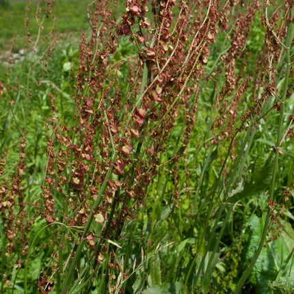 100 Sheep Sorrel Seeds - Seed World