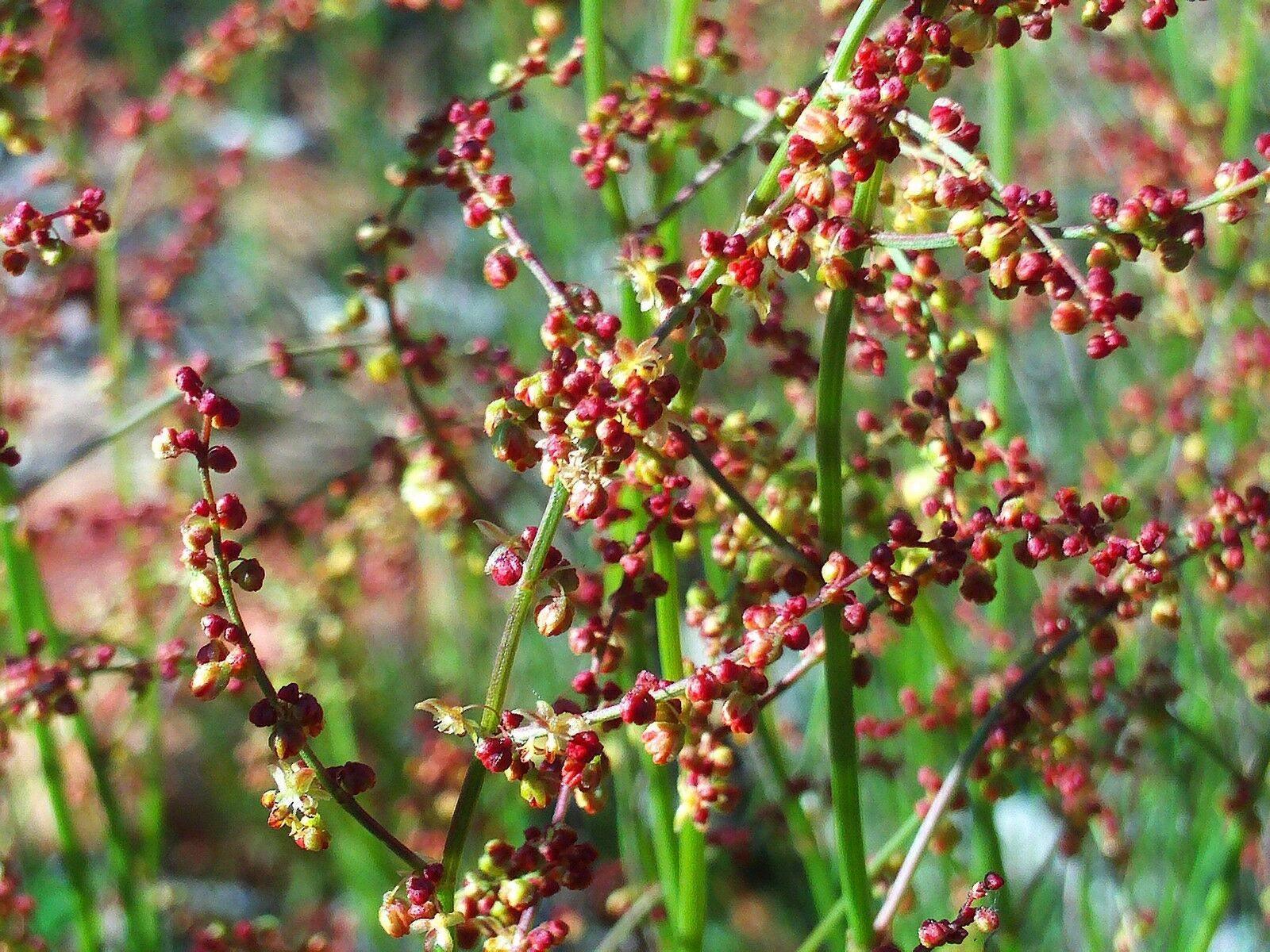 100 Sheep Sorrel Seeds - Seed World