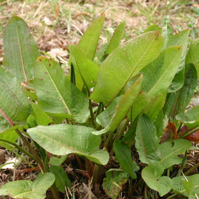 100 Sheep Sorrel Seeds - Seed World