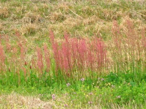 100 Sheep Sorrel Seeds - Seed World