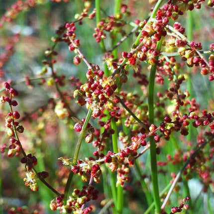 100 Sheep Sorrel Seeds - Seed World