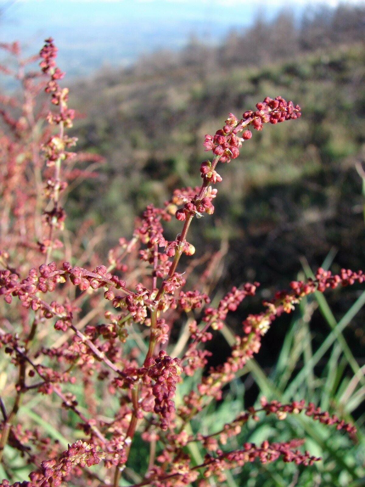 100 Sheep Sorrel Seeds - Seed World