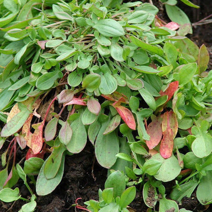 100 Sheep Sorrel Seeds - Seed World