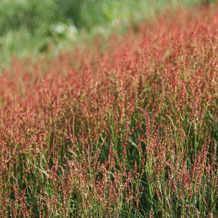 100 Sheep Sorrel Seeds - Seed World