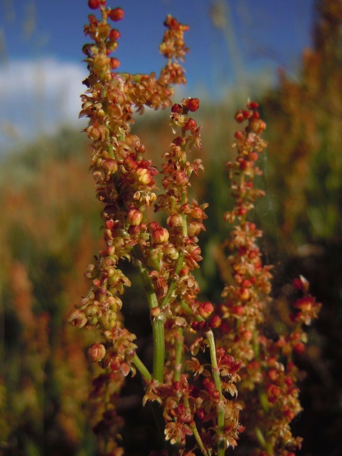 100 Sheep Sorrel Seeds - Seed World
