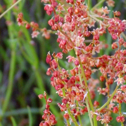 100 Sheep Sorrel Seeds - Seed World