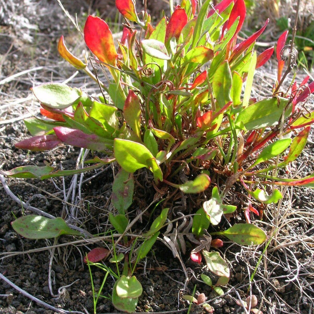 100 Sheep Sorrel Seeds - Seed World