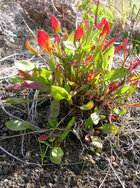 100 Sheep Sorrel Seeds - Seed World