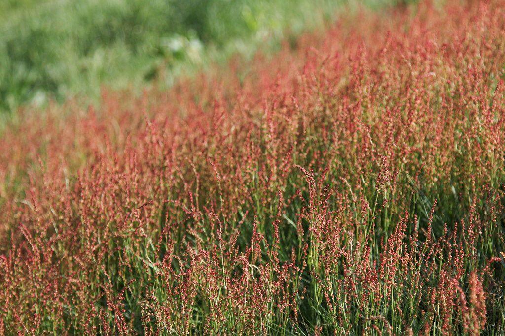 100 Sheep Sorrel Seeds - Seed World