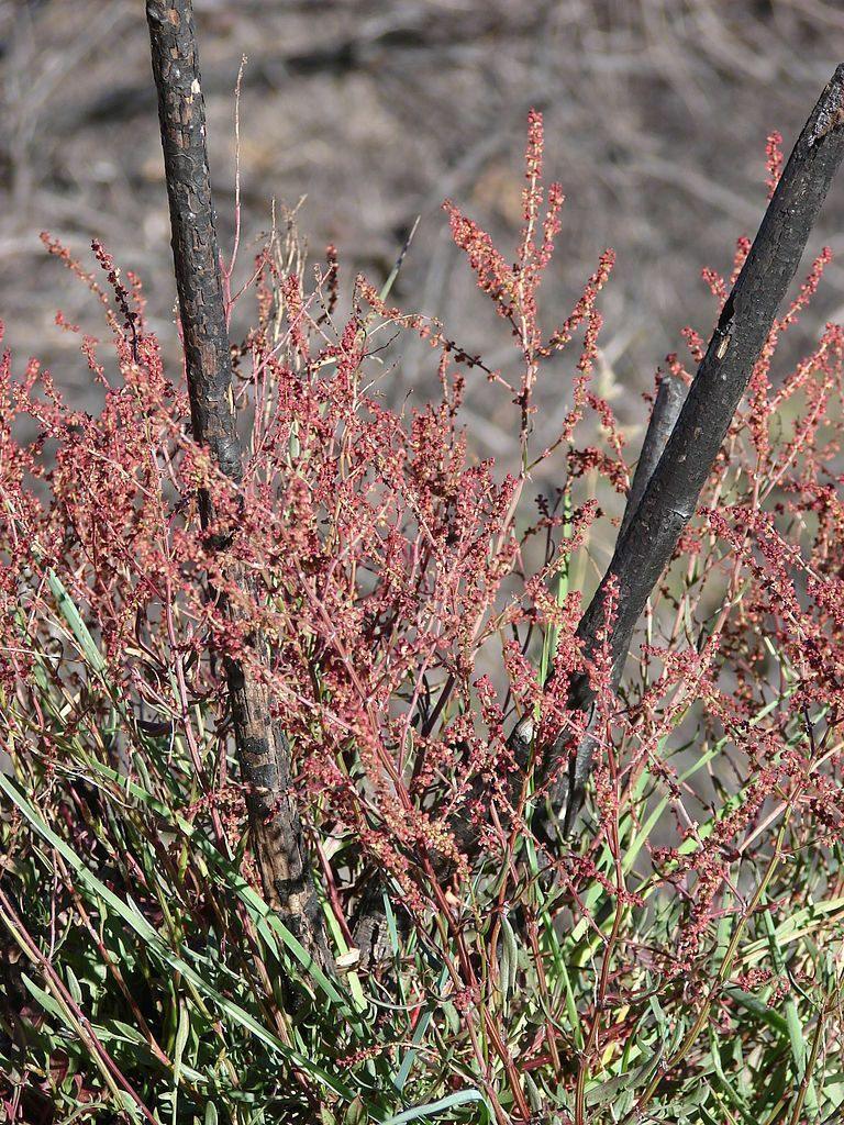 100 Sheep Sorrel Seeds - Seed World