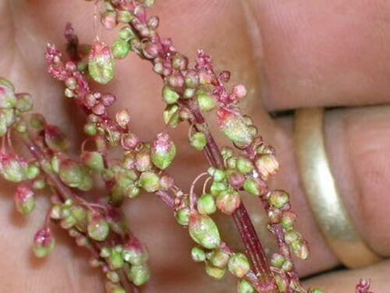 100 Sheep Sorrel Seeds - Seed World