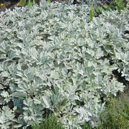 100 Silverdust - Dusty Miller Seeds - Seed World