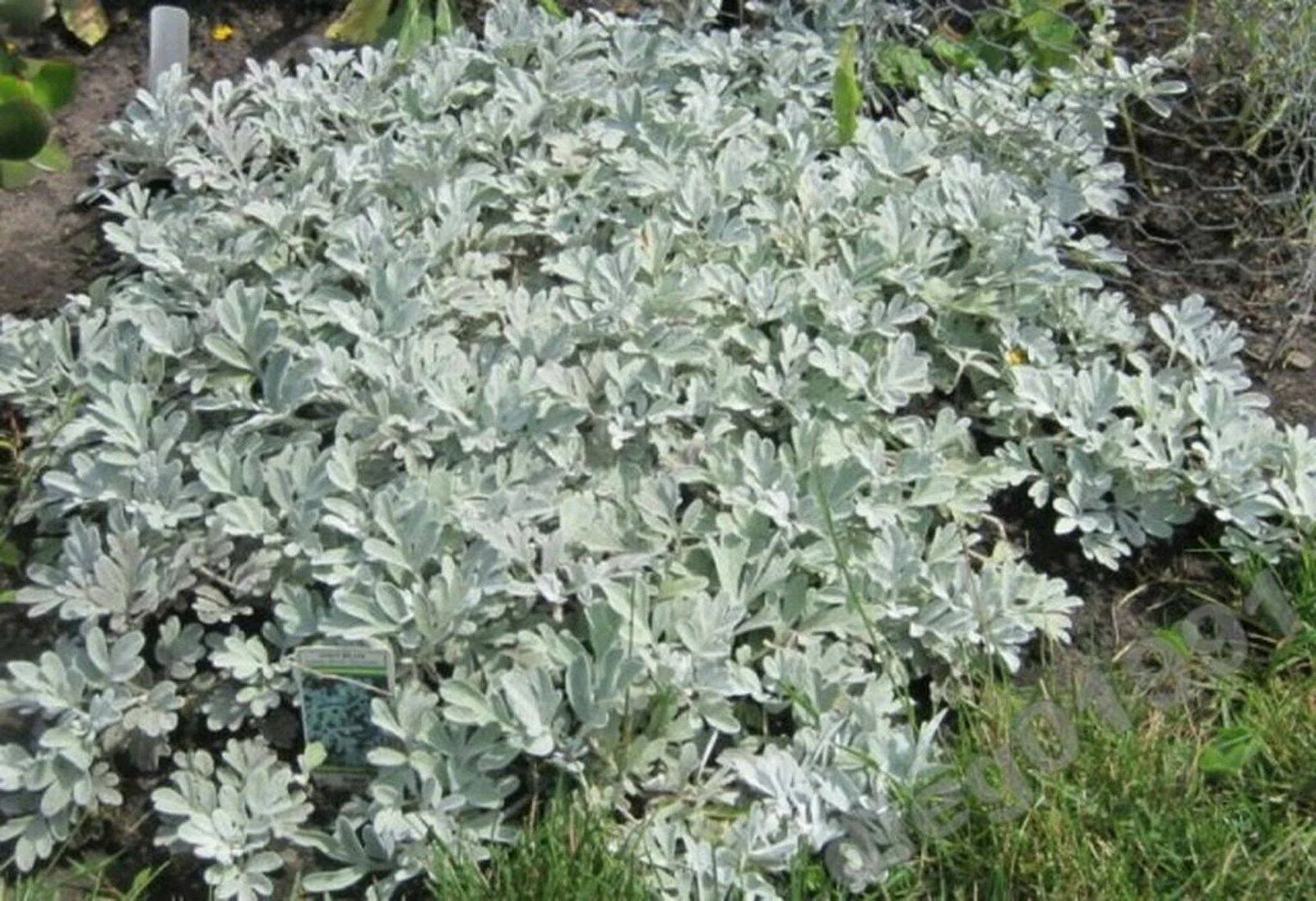 100 Silverdust - Dusty Miller Seeds - Seed World