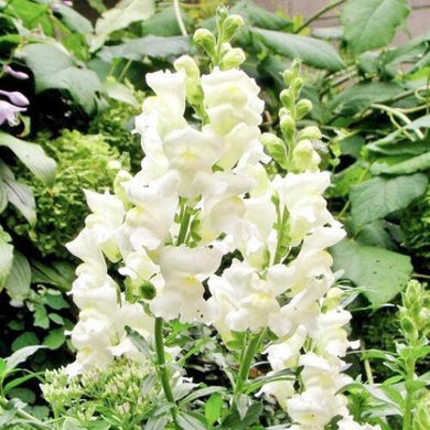 100 Snapdragon Snowflake Seeds - Seed World