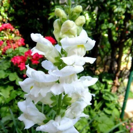 White snapdragon flowers with green foliage and blurred pink flowers in the background