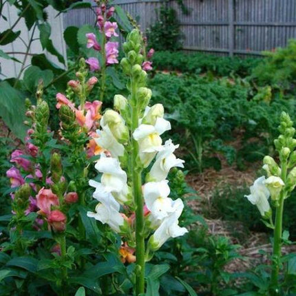 Garden scene with white and pink flowers in a garden setting
