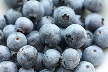 100 Southern Blueberry Seeds - Seed World