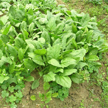 100 Spinach Seeds Nutritious Vegetable NO-GMO Plant - Seed World