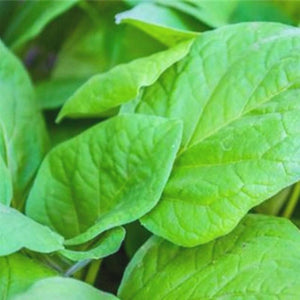 100 Spinach Seeds Nutritious Vegetable NO-GMO Plant - Seed World